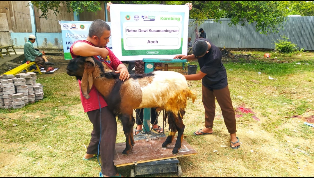 Bertahap, HSI Berbagi Kirim Hewan Qurban