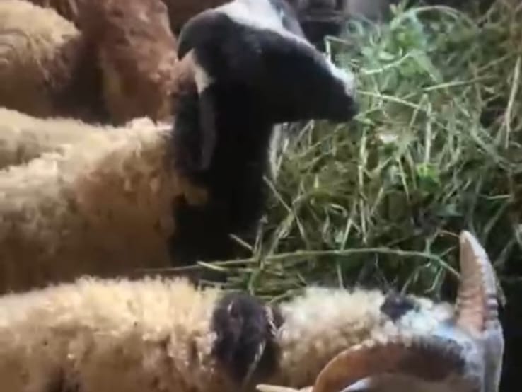 Ayo, 2 Hari Lagi! Pendaftaran Qurban HSI BERBAGI 1446 Hijriyah Ditutup