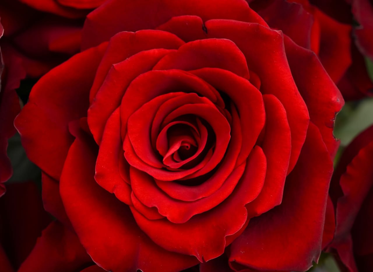 Seleksi Ketat: Kisah Armalah Berakhir Sukacita